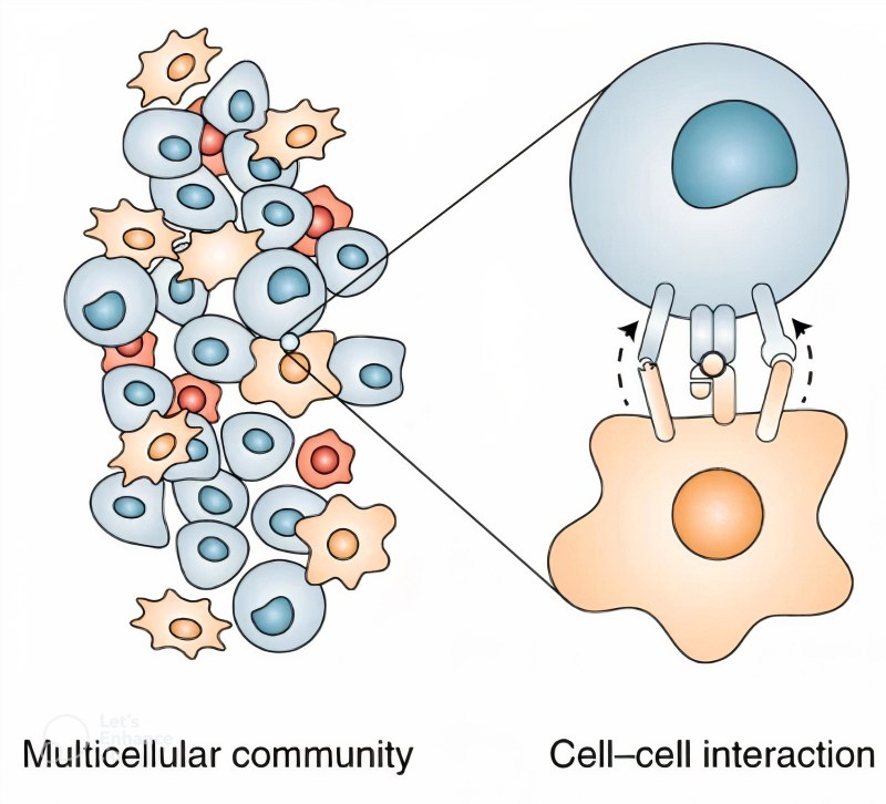 تعامل بین سلول‌ها