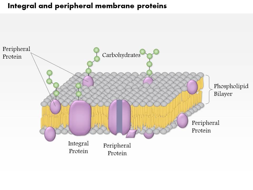 پروتئین‌ها در غشای سلولی