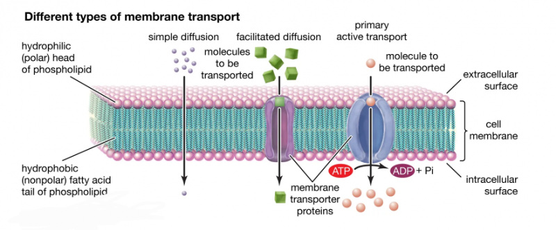 انواع مختلف انتقال از طریق غشای سلولی