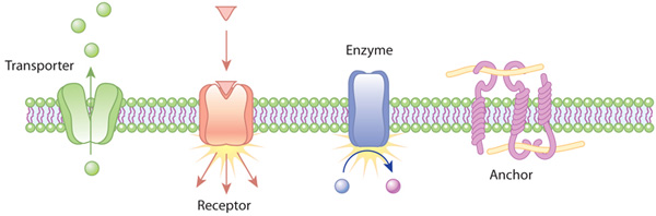 نمونه‌هایی از عملکرد پروتئین‌های گذرنده