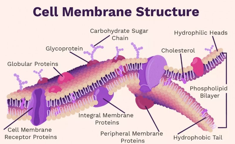 ساختار غشای سلولی