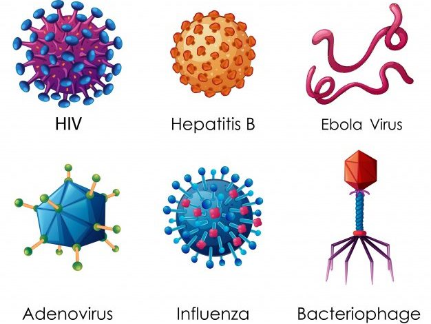 six types viruses white background 1308 3293