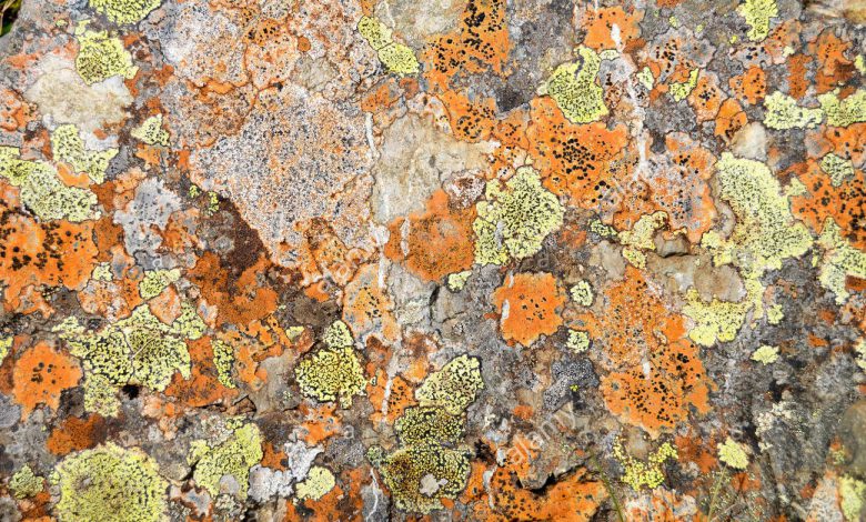a crusty crustose lichen on a stone vatnajkull national park iceland P3YTDB01