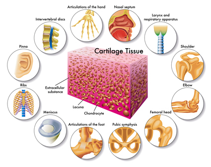 cartilage regeneration