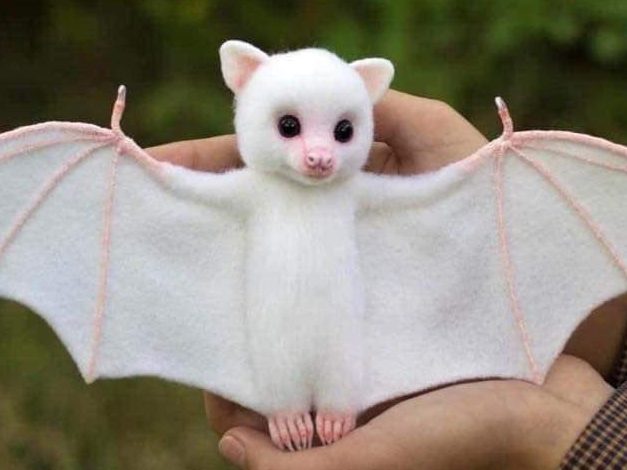 خفاش زال - albino bat