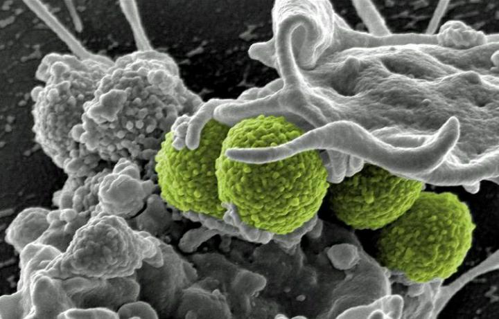 باکتری سالمونلا از میدان الکتریکی تبعیت می کند؟!