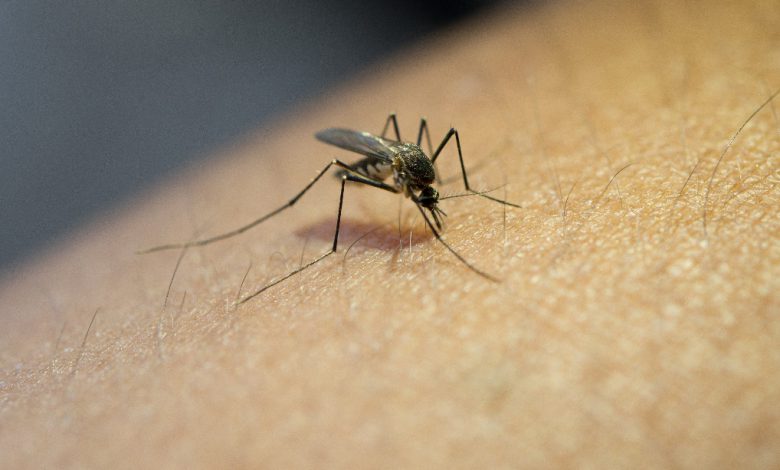 close up mosquito sucking blood from human arm