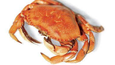 خرچنگ - Crab