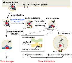 پروتئین غشایی ناشی از اینترفرون 3