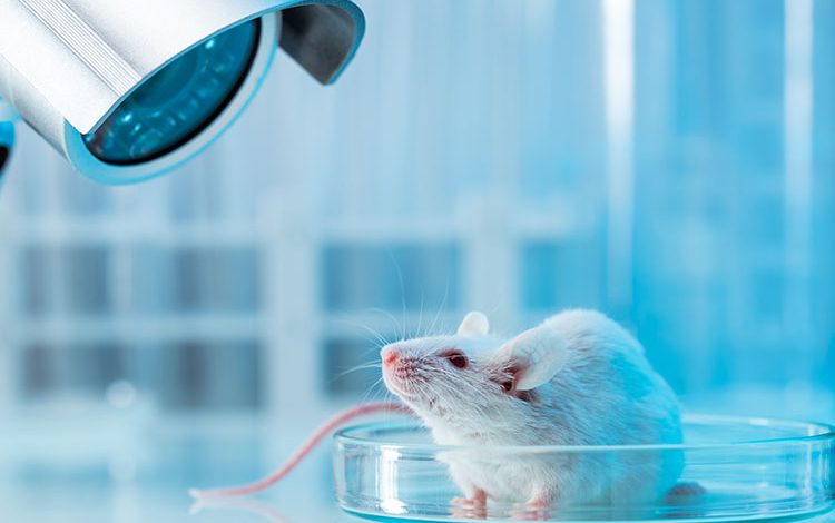 موش آزمایشگاهی - lab mouse