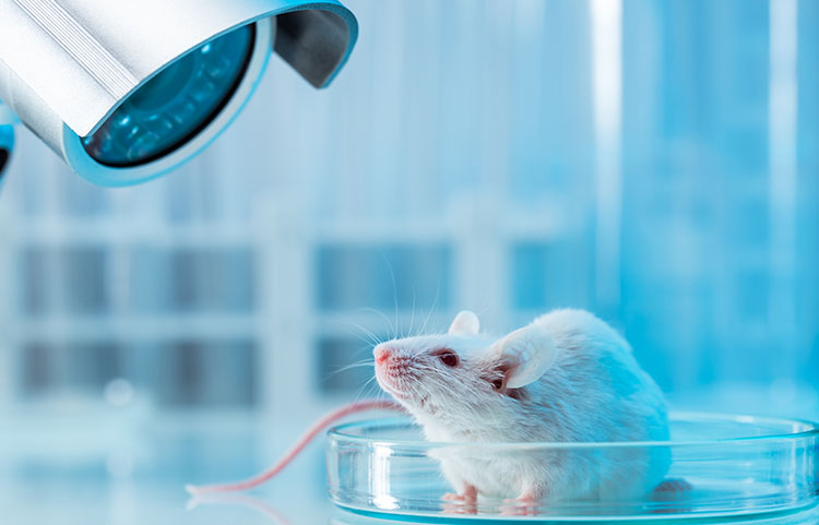 موش آزمایشگاهی در تولید واکسن - lab mouse