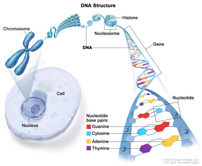 ساختار ژن و DNA