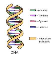 ساختار DNA دو رشته ای