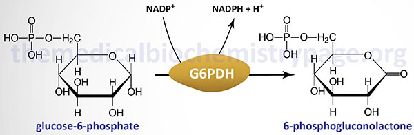 G6PDH reaction