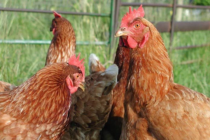 africa POULTRY vaccination 696x464 1