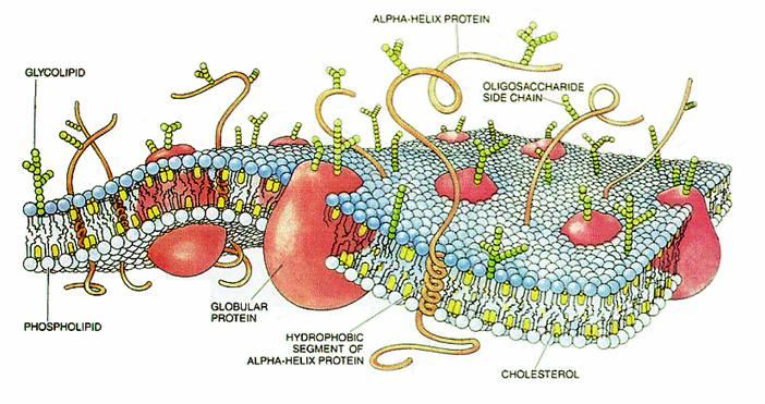 کلسترول در غشای سلولی