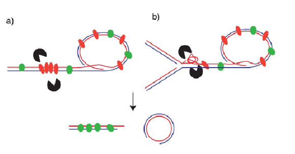 شکل 3- مکانیسم های بالقوه ی پیرایش تلومر القاشونده از TZAP: (a) هنگام اتصال به تلومرازها TZAP مستقیماً نوکلئازهای دخیل در پیرایش تلومر را می گیرد، یا (b) هنگام اتصال به تلومرازها TZAP به شکل گیری ساختارهای DNAی ثانوی کمک می کند که توسط رزولوازها شناسایی می­شوند و به پیرایش تلومر منجر می شود. اتصال TZAP به تلومرازها در هر دو سناریو به کوتاه شدگی سریع تلومر و رهایی DNAی تلومری خارج کروموزومی می­ انجامد (دایره های تی).