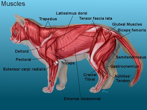 cat muscles