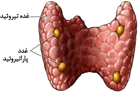 thyroid gland(آزمایش PTH)