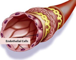  سلولهای اندوتلیال، یک لایه سلولی واحد را تشکیل می دهند که تمام رگ های خونی را خط بندی کرده و مبادلات بین جریان خون و بافت های اطراف را تنظیم می کند. 
