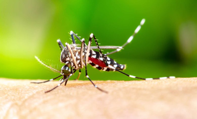 Macro Aedes aegypti Mosquito human blood