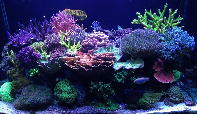 May 2015 Tank of the Month