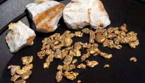 با استفاده از زایلوزی که در گیاهان یافت می شود کشف طلا محقق می شود. 