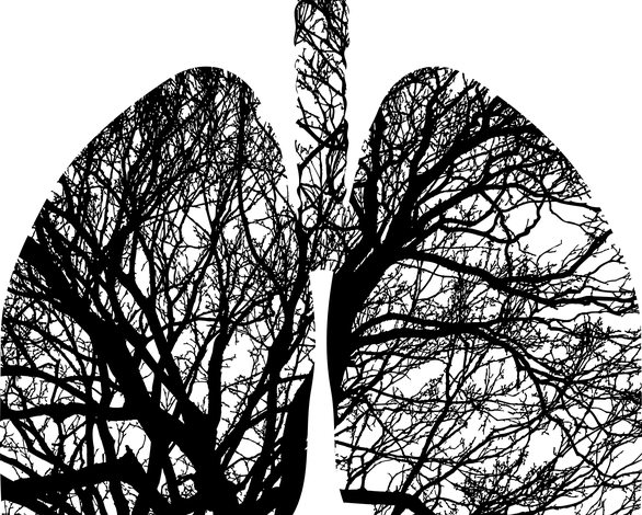 lungs g180e6fc7b 640 1