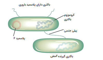 plasmid 3