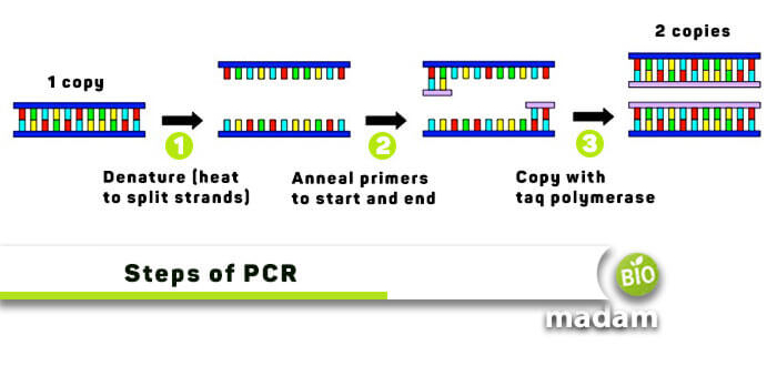 مراحل روش PCR
