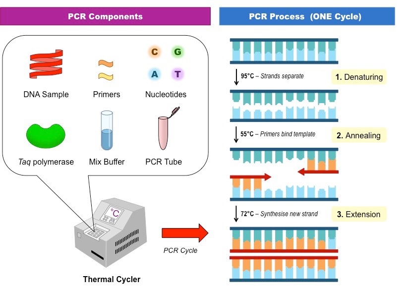 مراحل انجام تکنیک PCR