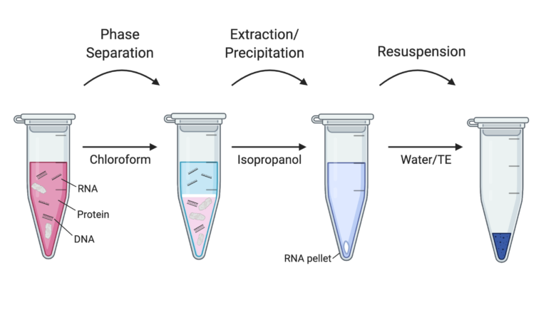 RNA extraction 1 780x470 1