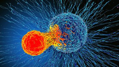 00 07 46 110580947 f0192831 cancer cell and t cell illustration spl