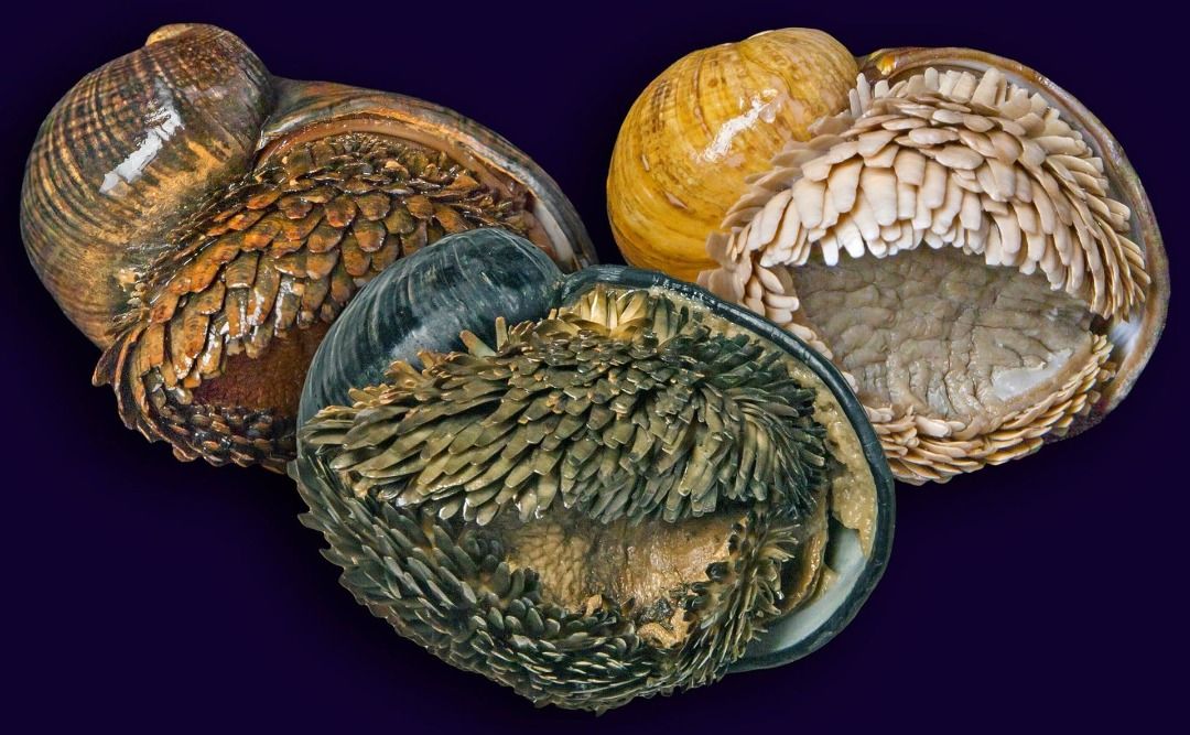 تصویر حلزون chrysomallon squamiferum