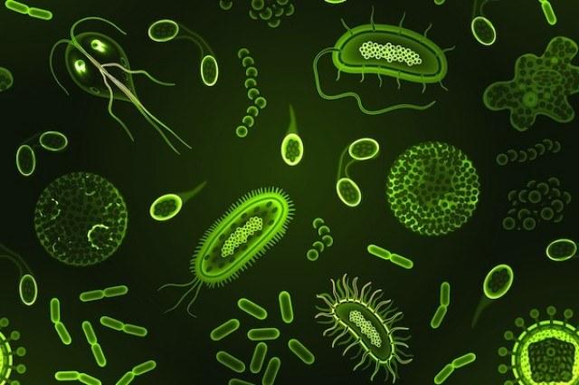 میکروب‌ها