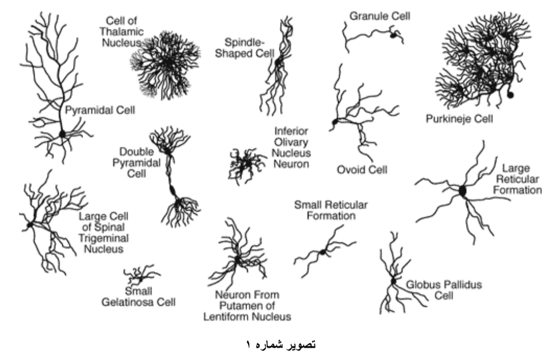 نورون‌ ها