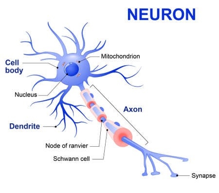 اجزای نورون