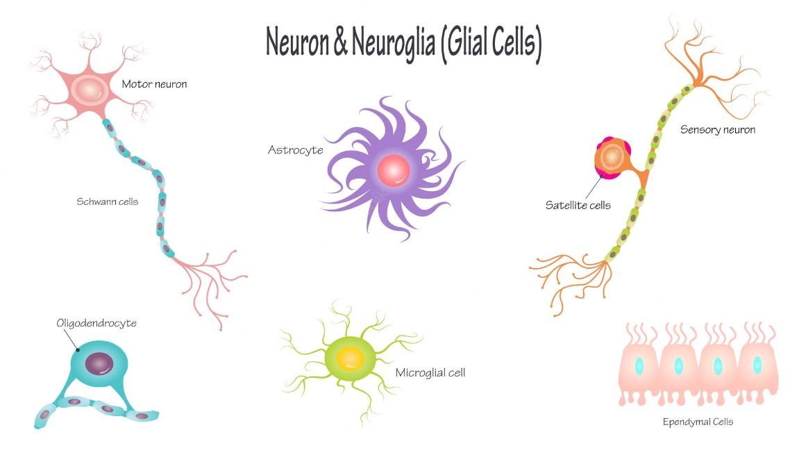 انواع سلول های نوروگلیا