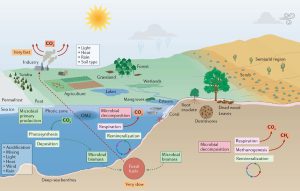 نقش میکروارگانیسم‌ها در تغییرات اقلیمی