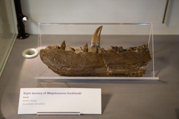 فک فسیل شده‌ی megalosaurus که توسط ویلیام باکلند کشف شد.
