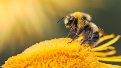 توانایی ادراک در زنبور و دیگر حشرات