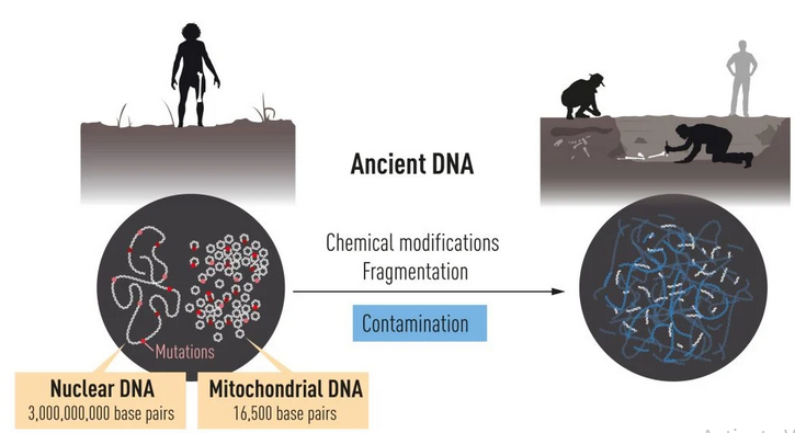 DNA هسته ای بیشتر اطلاعات ژنتیکی را در خود جای داده است، در حالی که ژنوم میتوکندری بسیار کوچکتر در هزاران نسخه وجود دارد.