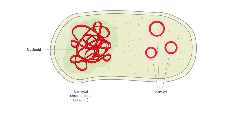 پلاسمید و کروموزوم اصلی در یک باکتری