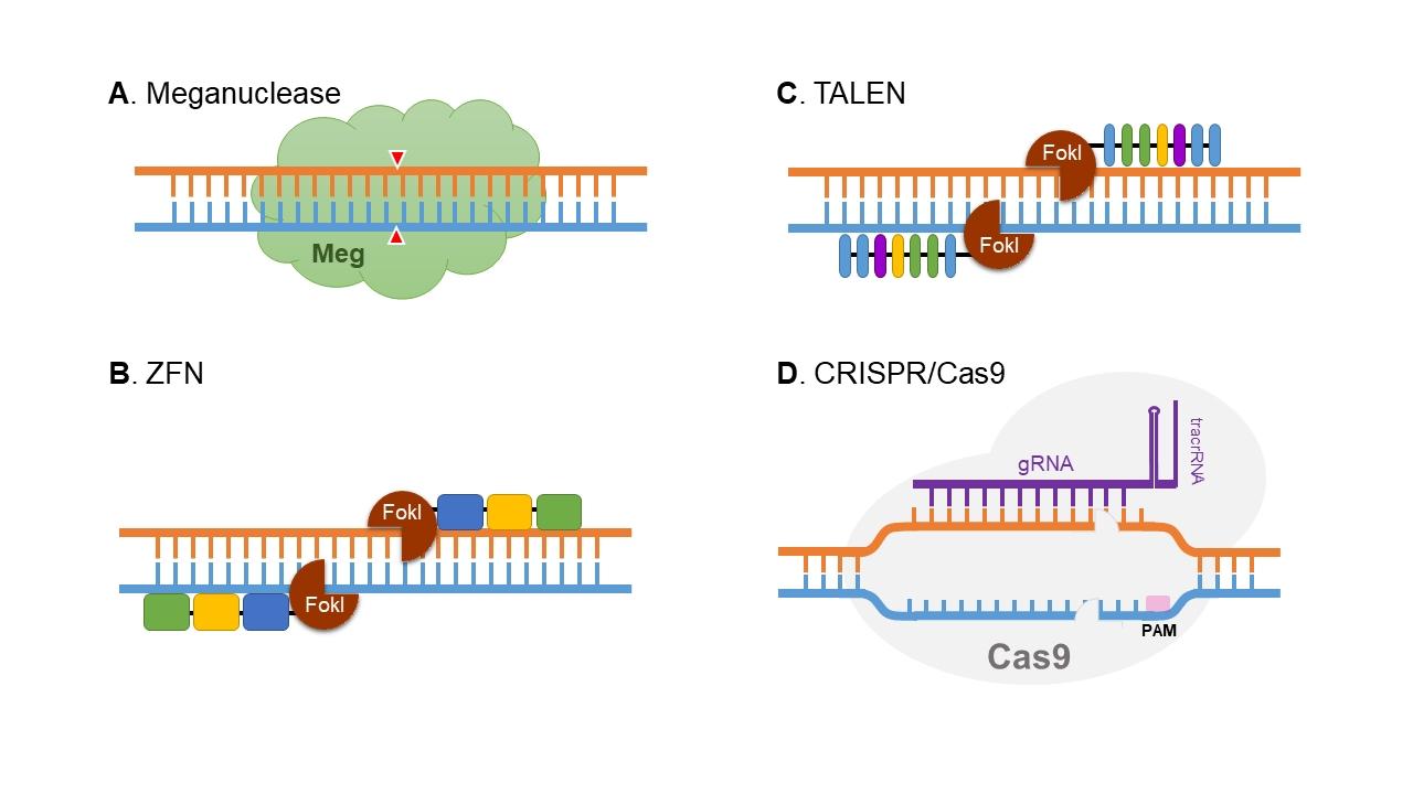 Meganucleases، TALENs، ZFNs، CRISPR-Cas9