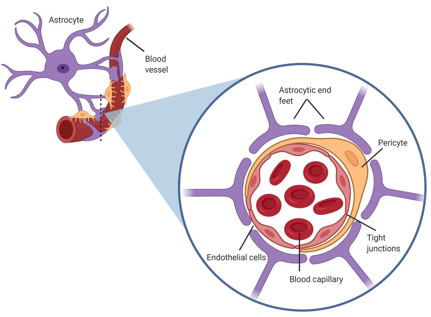 نقش آستروسیت ها در تشکیل سد خونی مغزی