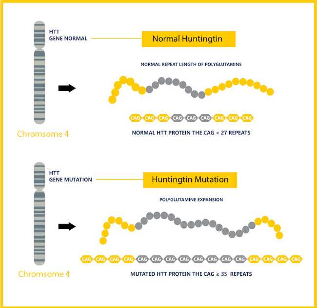 ژن کدکننده پروتئین هانتینگتون
