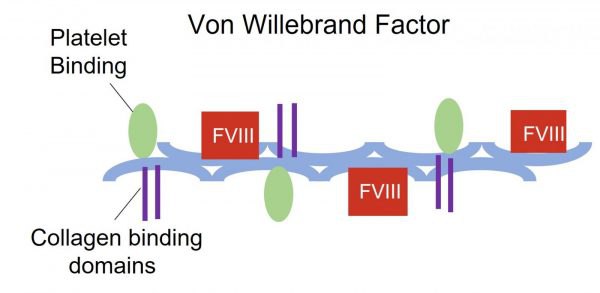 فون ویلبراند، اغلب به دلیل نقص در ژن درگیر در تولید فاکتور فون ویلبراند ایجاد می‌شود.