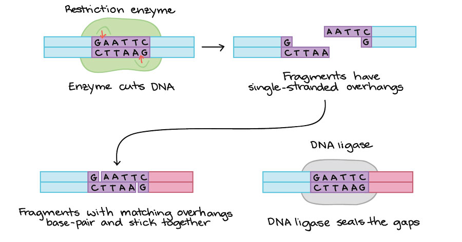 نمونه‌ای از نحوه برش آنزیم‌ محدود‌کننده و چسباندن قطعه جداشده توسط DNA لیگاز
