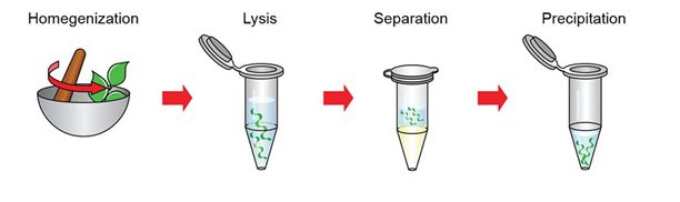 کیت‌های استخراج DNA یکی از روش‌های مؤثر و کارآمد استخراج ژنوم
