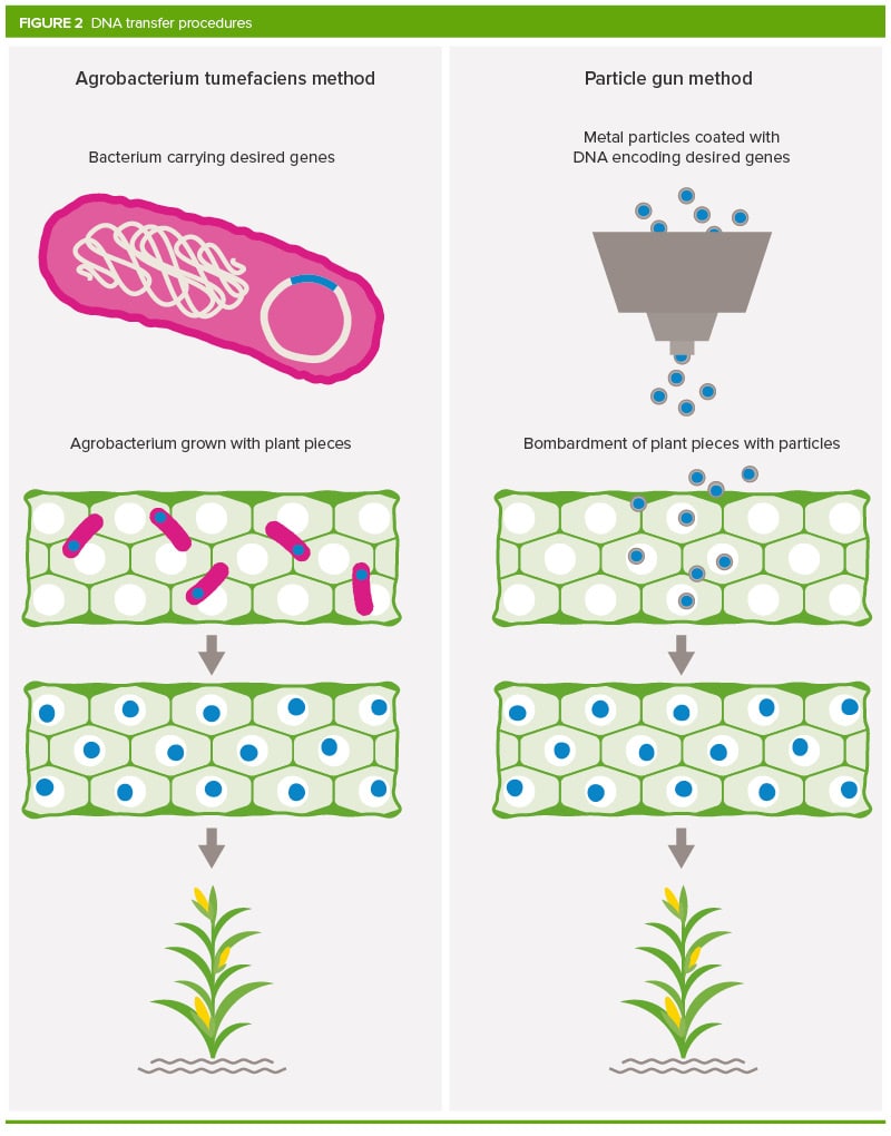 شکل شماتیکی از نحوه‌ی انجام GMO